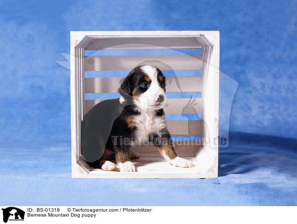 Bernese Mountain Dog puppy / BS-01318