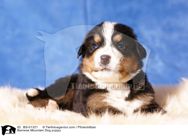 Bernese Mountain Dog puppy / BS-01321