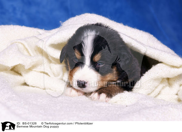 Bernese Mountain Dog puppy / BS-01326