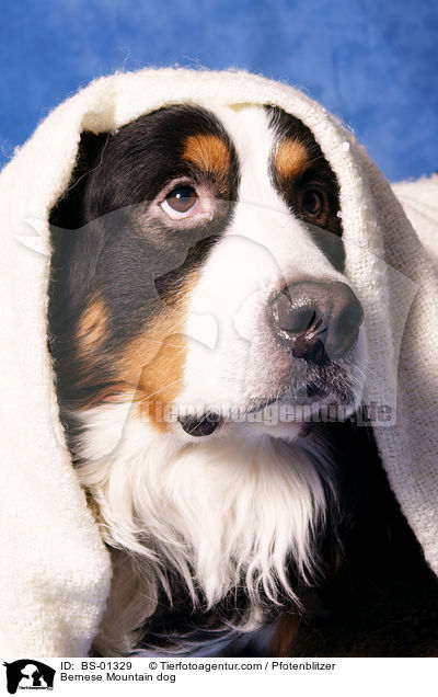 Bernese Mountain dog / BS-01329