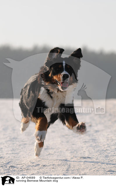 running Bernese Mountain dog / AP-04689