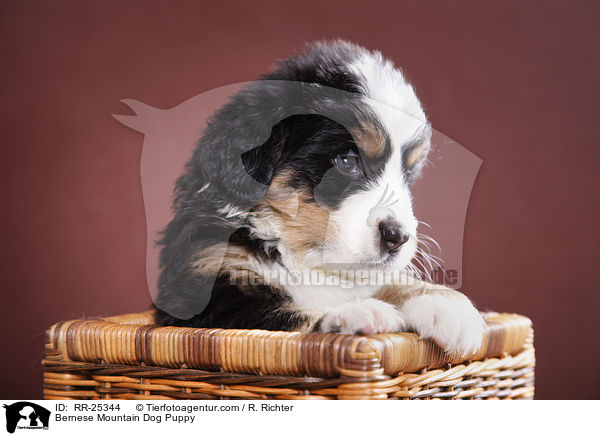 Bernese Mountain Dog Puppy / RR-25344