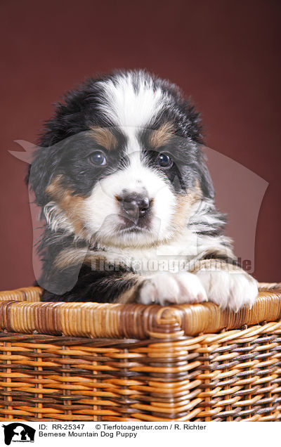 Bernese Mountain Dog Puppy / RR-25347