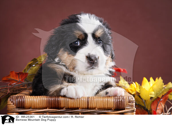 Bernese Mountain Dog Puppy / RR-25361