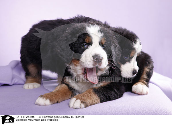 Berner Sennenhund Welpen / Bernese Mountain Dog Puppies / RR-25395
