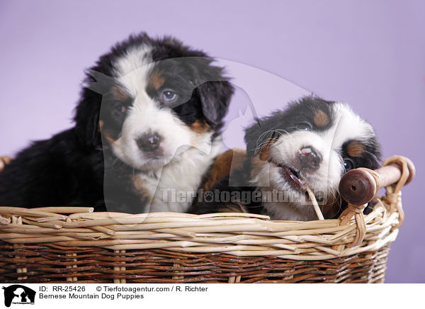 Bernese Mountain Dog Puppies / RR-25426