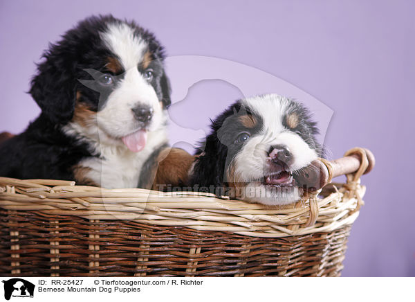 Bernese Mountain Dog Puppies / RR-25427