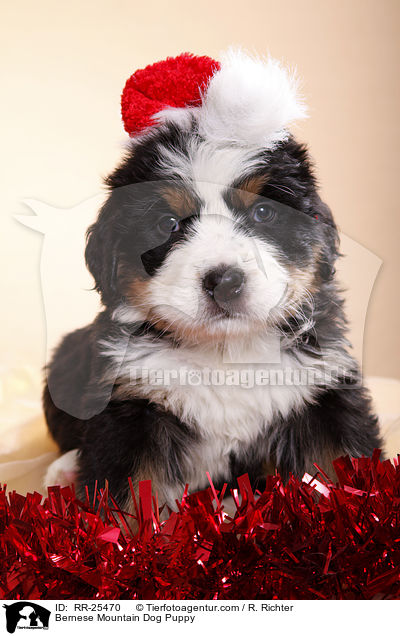 Berner Sennenhund Welpe / Bernese Mountain Dog Puppy / RR-25470