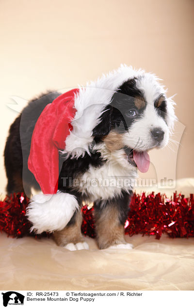 Berner Sennenhund Welpe / Bernese Mountain Dog Puppy / RR-25473