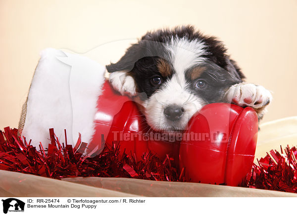 Berner Sennenhund Welpe / Bernese Mountain Dog Puppy / RR-25474