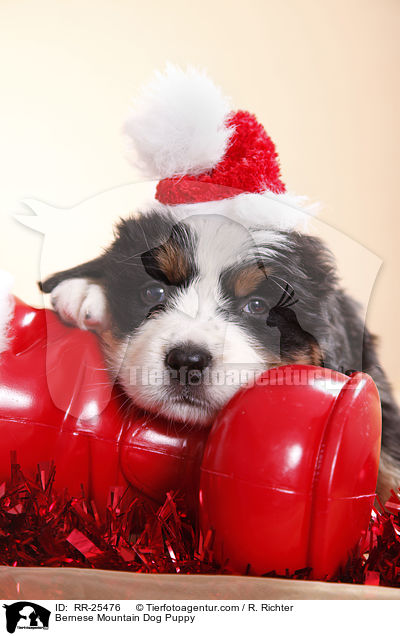 Berner Sennenhund Welpe / Bernese Mountain Dog Puppy / RR-25476