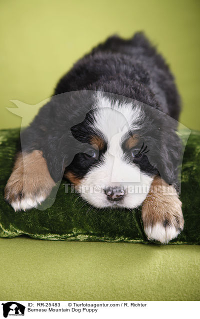 Berner Sennenhund Welpe / Bernese Mountain Dog Puppy / RR-25483