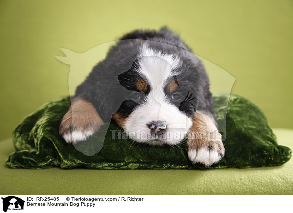 Berner Sennenhund Welpe / Bernese Mountain Dog Puppy / RR-25485