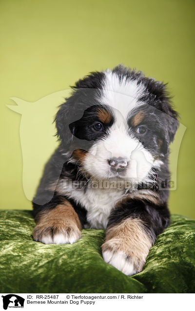 Berner Sennenhund Welpe / Bernese Mountain Dog Puppy / RR-25487