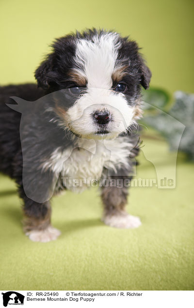 Bernese Mountain Dog Puppy / RR-25490