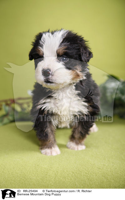 Berner Sennenhund Welpe / Bernese Mountain Dog Puppy / RR-25494