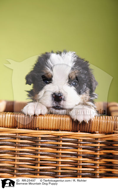 Berner Sennenhund Welpe / Bernese Mountain Dog Puppy / RR-25497