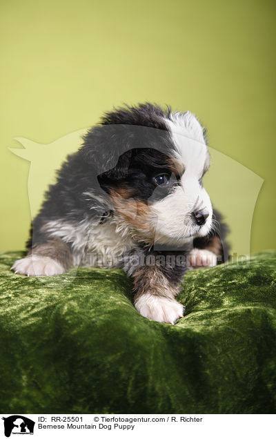 Bernese Mountain Dog Puppy / RR-25501