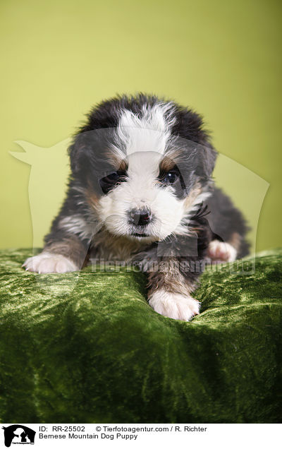 Berner Sennenhund Welpe / Bernese Mountain Dog Puppy / RR-25502
