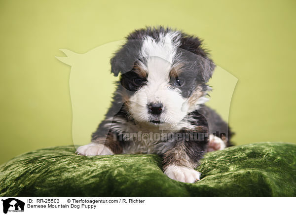 Berner Sennenhund Welpe / Bernese Mountain Dog Puppy / RR-25503