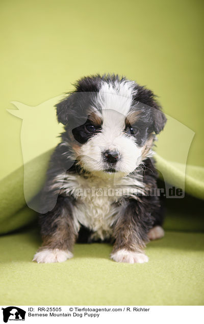 Bernese Mountain Dog Puppy / RR-25505