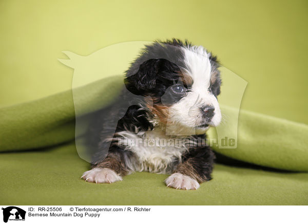 Bernese Mountain Dog Puppy / RR-25506