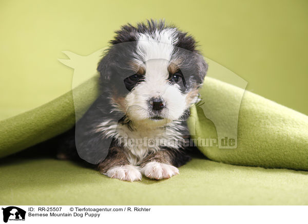 Bernese Mountain Dog Puppy / RR-25507