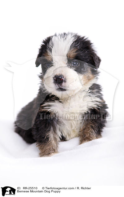 Bernese Mountain Dog Puppy / RR-25510