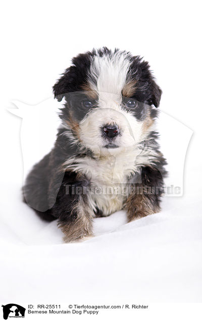 Bernese Mountain Dog Puppy / RR-25511