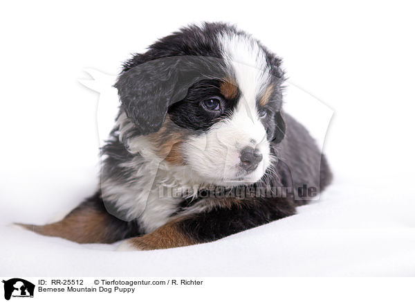 Bernese Mountain Dog Puppy / RR-25512
