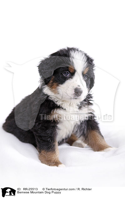 Berner Sennenhund Welpe / Bernese Mountain Dog Puppy / RR-25513
