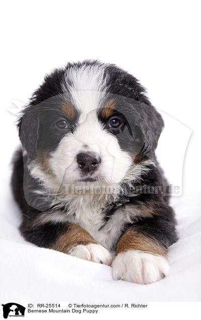 Berner Sennenhund Welpe / Bernese Mountain Dog Puppy / RR-25514