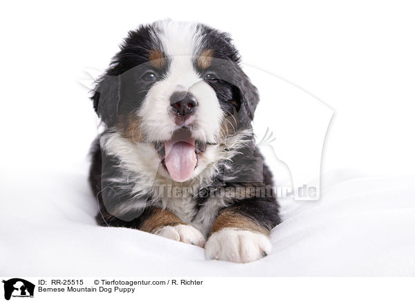 Berner Sennenhund Welpe / Bernese Mountain Dog Puppy / RR-25515