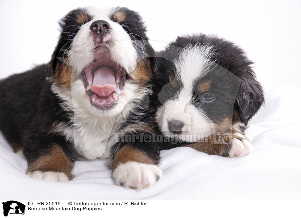Berner Sennenhund Welpen / Bernese Mountain Dog Puppies / RR-25519