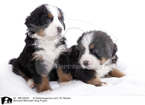 Berner Sennenhund Welpe / Bernese Mountain Dog Puppy / RR-25520