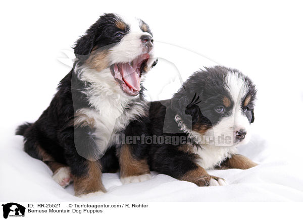 Bernese Mountain Dog Puppies / RR-25521