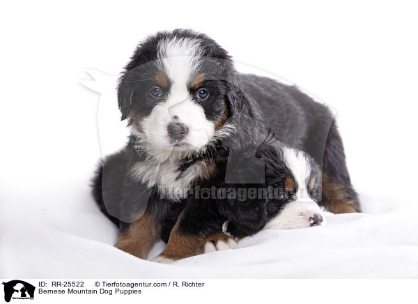 Bernese Mountain Dog Puppies / RR-25522