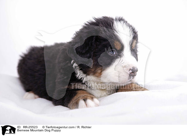 Bernese Mountain Dog Puppy / RR-25523