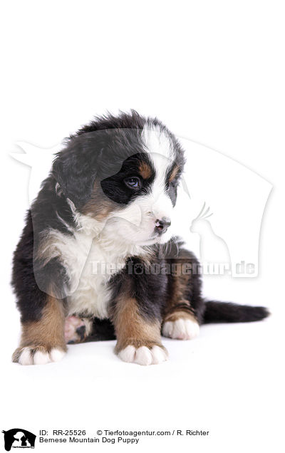Bernese Mountain Dog Puppy / RR-25526