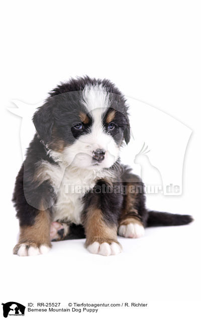 Bernese Mountain Dog Puppy / RR-25527