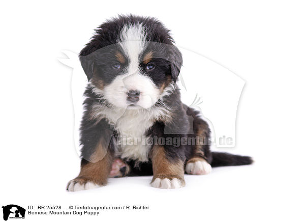 Bernese Mountain Dog Puppy / RR-25528