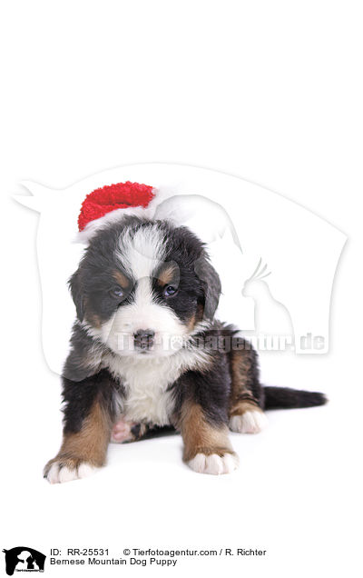 Berner Sennenhund Welpe / Bernese Mountain Dog Puppy / RR-25531