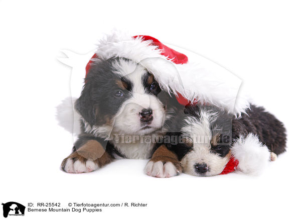 Berner Sennenhund Welpen / Bernese Mountain Dog Puppies / RR-25542