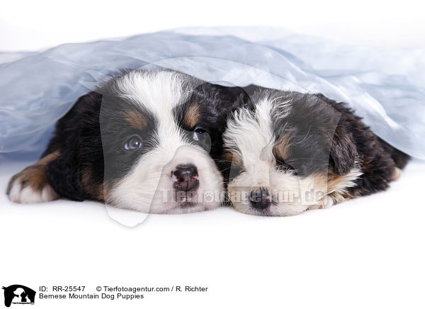 Bernese Mountain Dog Puppies / RR-25547
