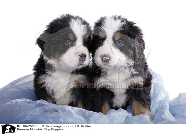 Bernese Mountain Dog Puppies / RR-25553