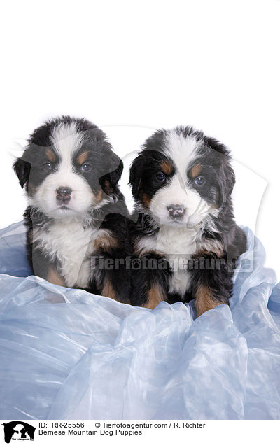 Bernese Mountain Dog Puppies / RR-25556