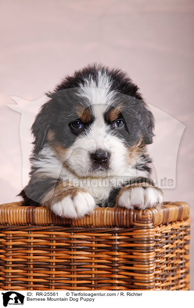 Bernese Mountain Dog Puppy / RR-25561