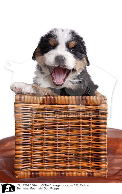 Bernese Mountain Dog Puppy / RR-25564