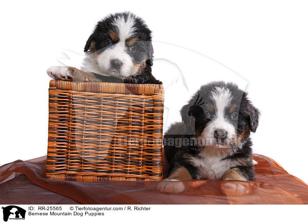 Bernese Mountain Dog Puppies / RR-25565