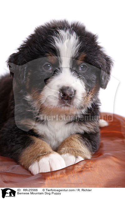 Bernese Mountain Dog Puppy / RR-25566